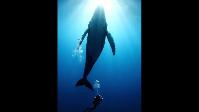 猫扑两 - 深蓝星球：探索海洋深处的未知世界